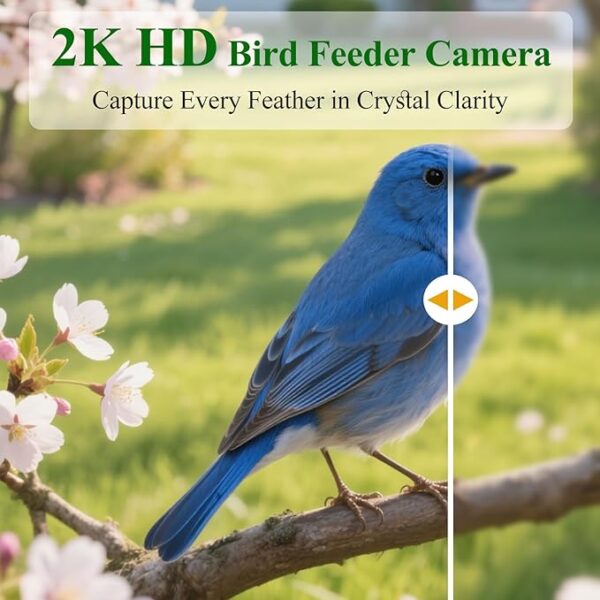 Smart Bird Feeder with Camera for Wild Birds - Identifies 11,000+ Species, Solar Panel Wireless Outdoors Bamboo - Image 2
